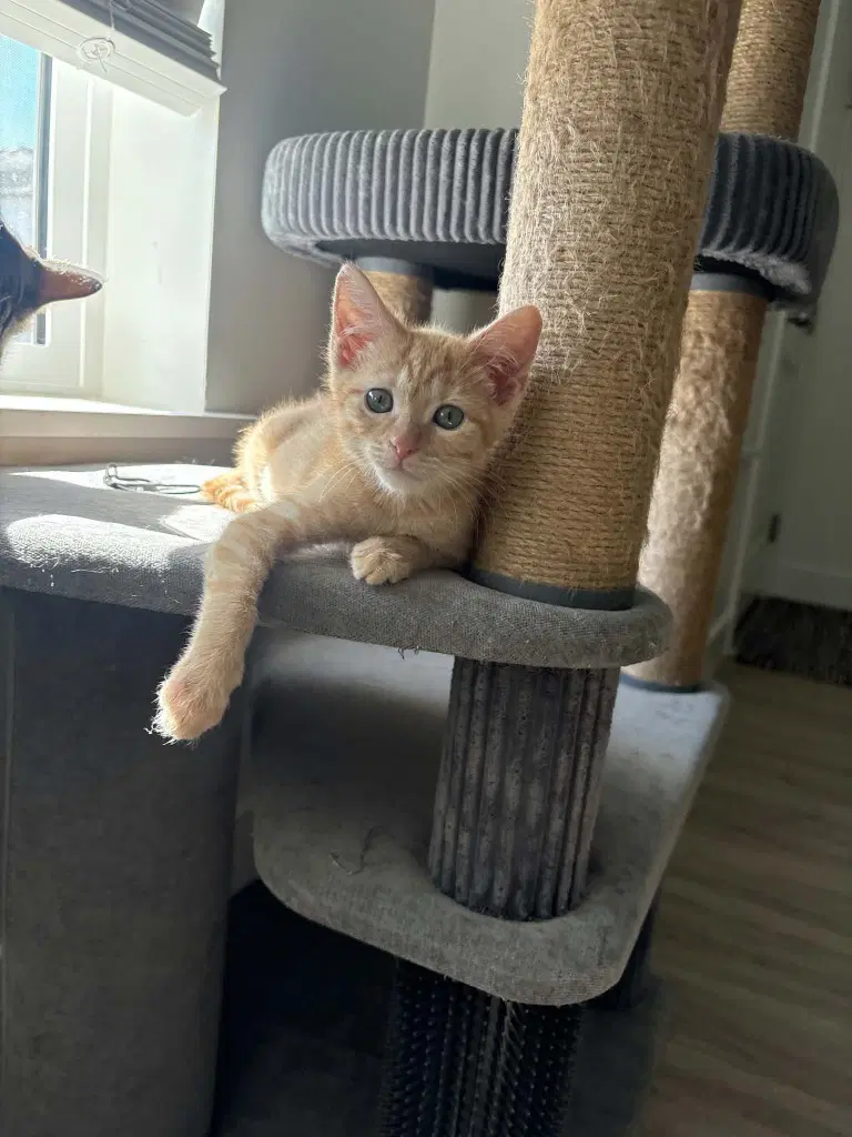 Tiger Lily - Domestic Short Hair
