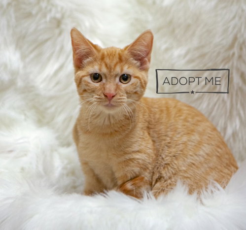 Tiger Lily, a cat for adoption from Community Animal Welfare Society