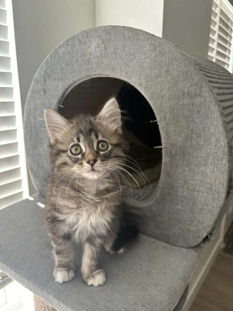Tumbleweed - Domestic Long Hair