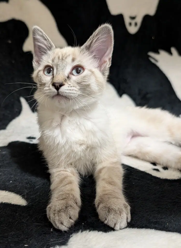 Anansi - Domestic Short Hair