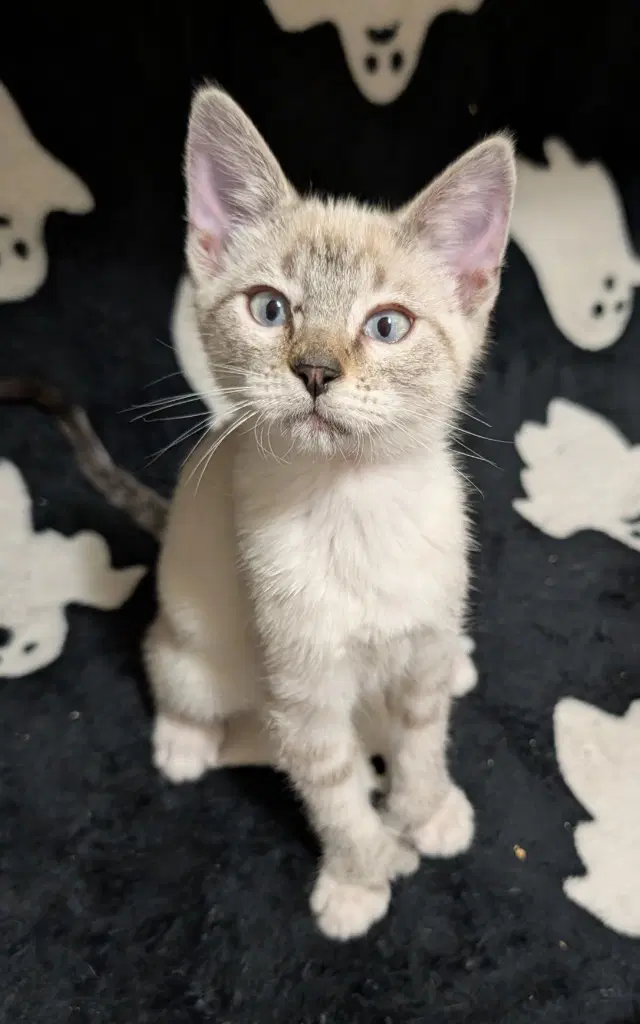Basan - Domestic Short Hair