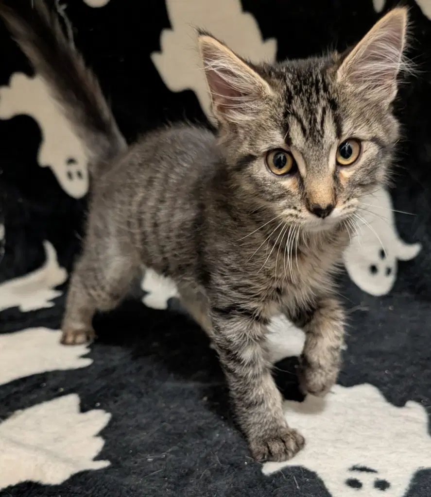 Chamrosh - Domestic Short Hair