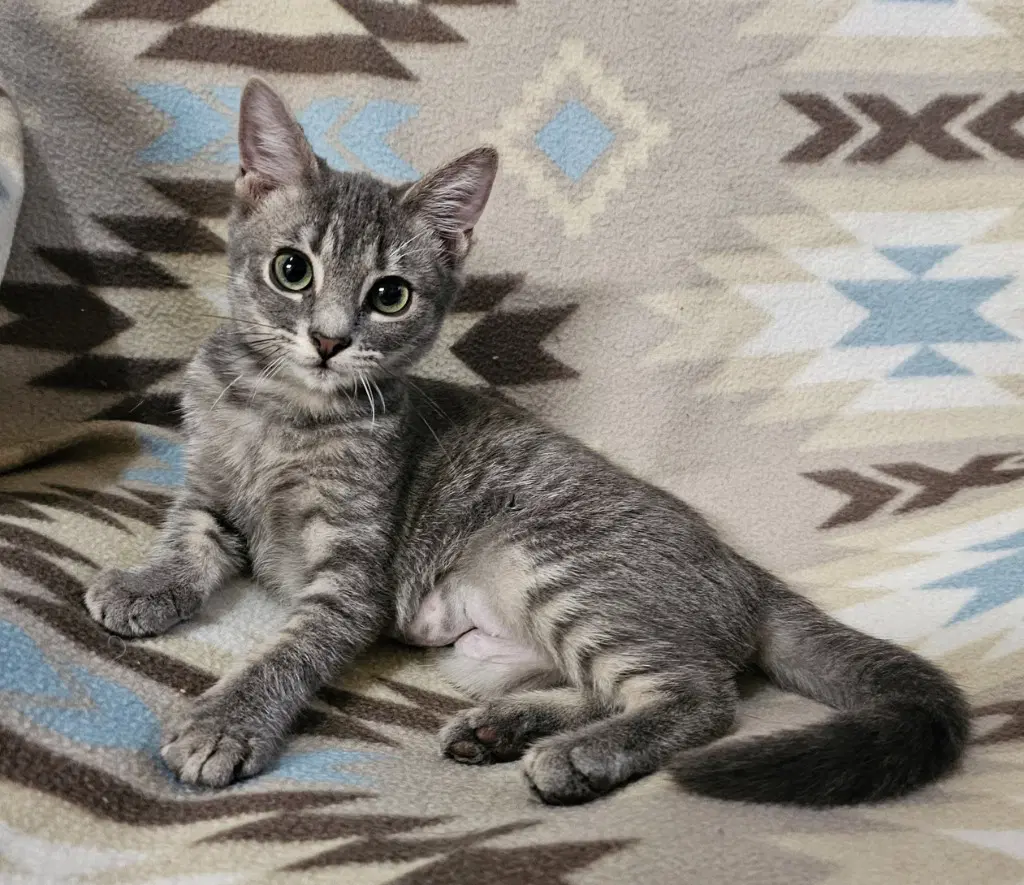 Goose - Domestic Short Hair