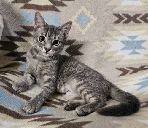 Goose, a cat for adoption from Community Animal Welfare Society