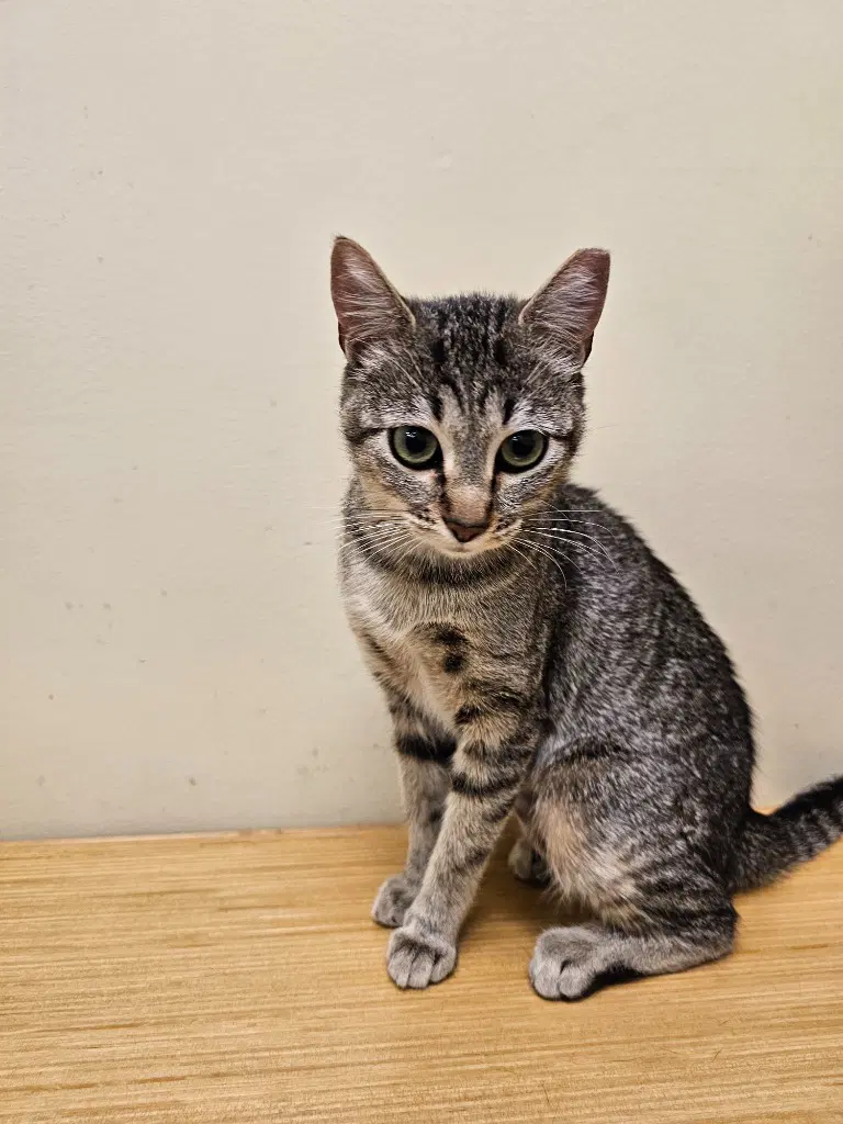 Gretel - Domestic Short Hair