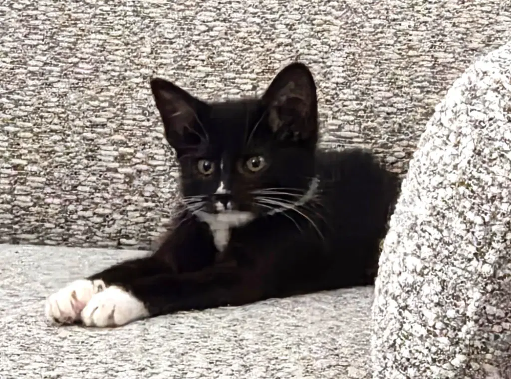 Casca Cassie - Domestic Short Hair