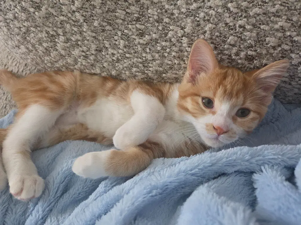 Georgia - Domestic Short Hair
