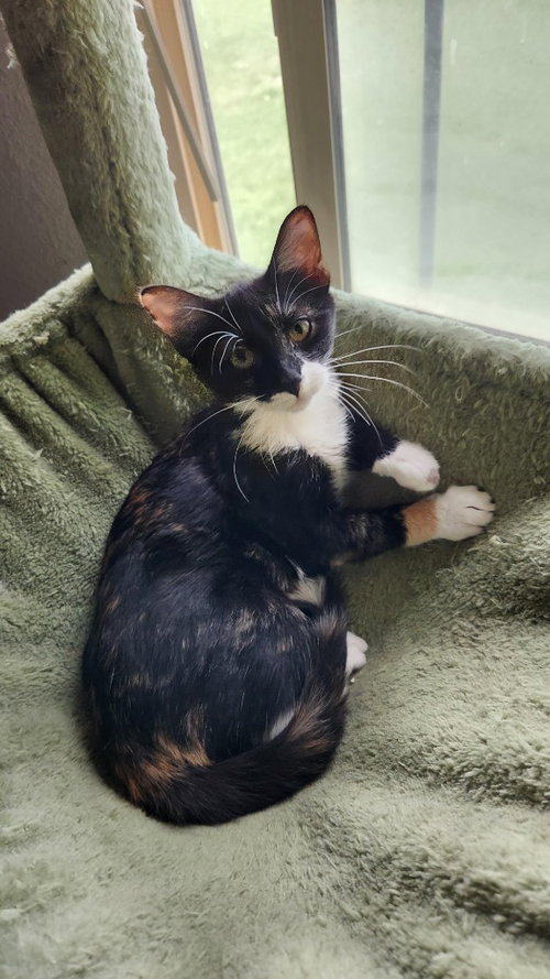 Loonie, a cat for adoption from Community Animal Welfare Society