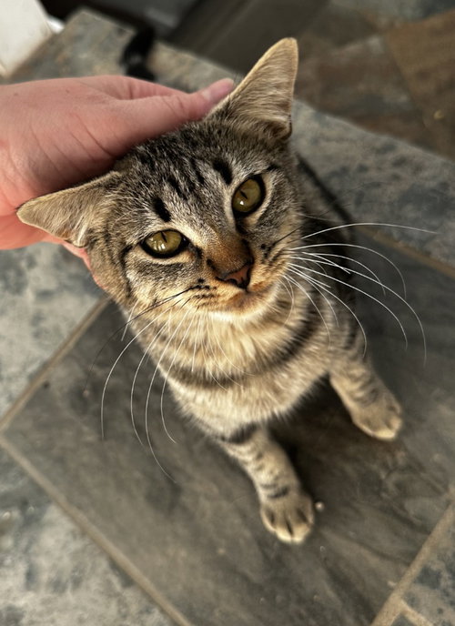 Topaz, a cat for adoption from Community Animal Welfare Society