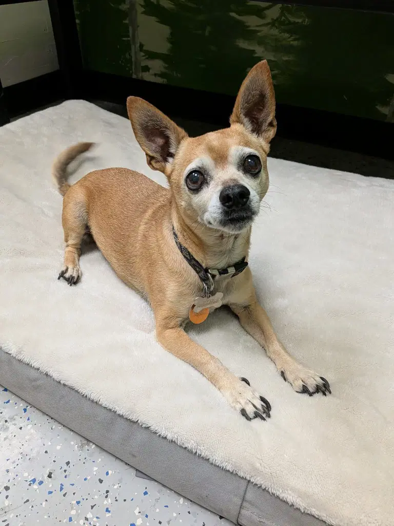 Dexter - Chihuahua