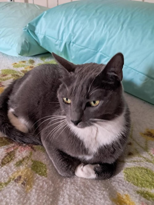 Ruby, a cat for adoption from Community Animal Welfare Society