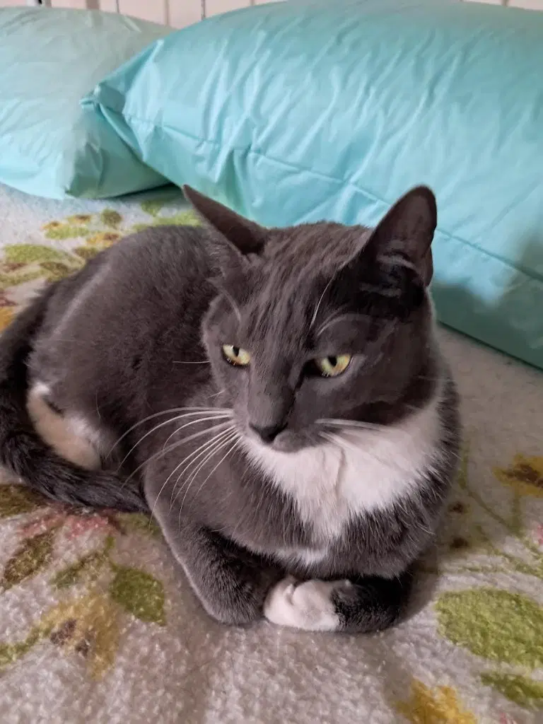 Ruby - Domestic Short Hair