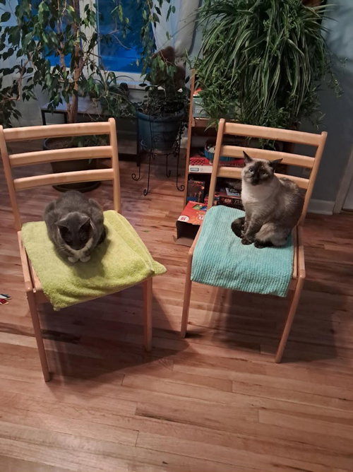 Ruby, photo 2