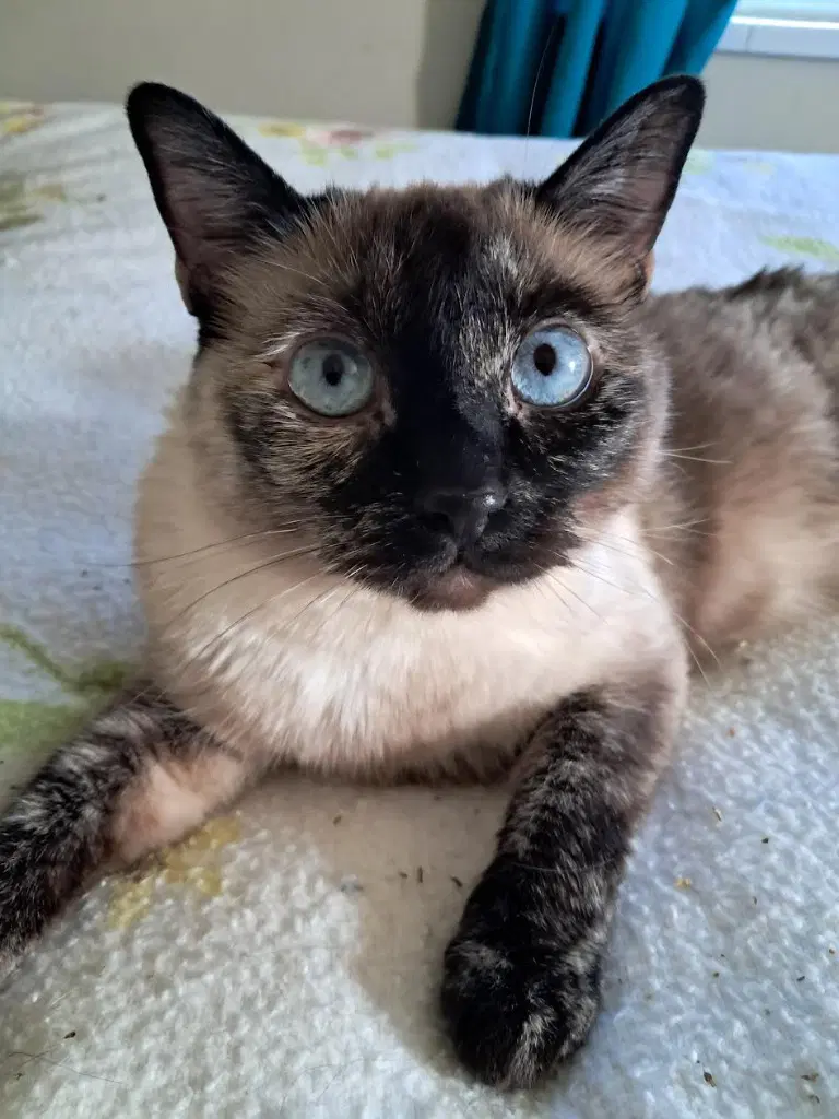 Stella - Domestic Short Hair