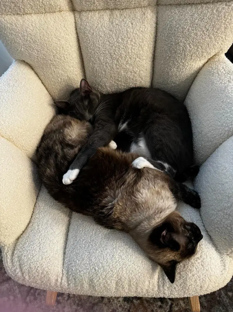 Stella image 4