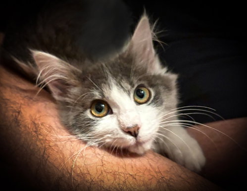 Arabella, a cat for adoption from Community Animal Welfare Society