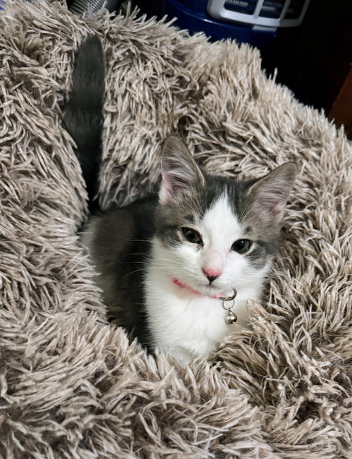Blueberry Pie, a cat for adoption from Community Animal Welfare Society