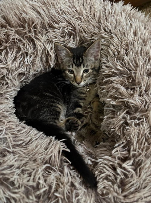 Kiwi, a cat for adoption from Community Animal Welfare Society