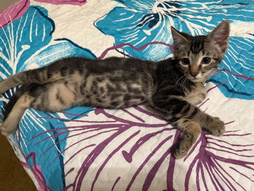 Photo 4 of Kiwi