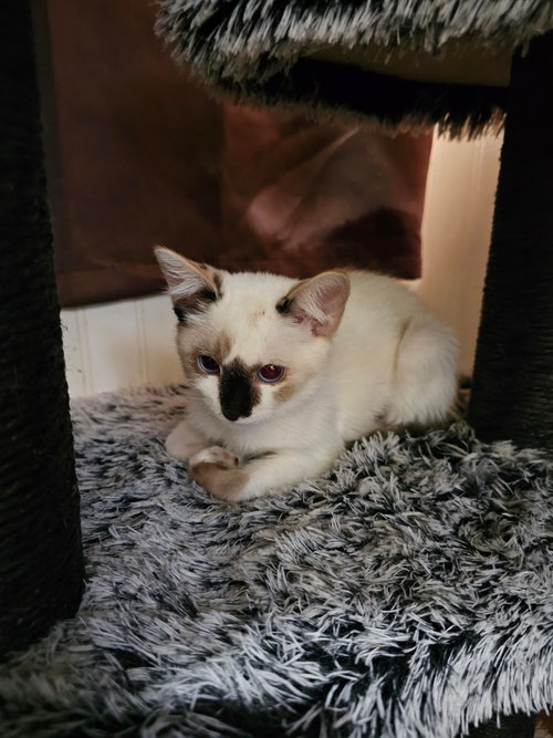 Sky Blue, a cat for adoption from Community Animal Welfare Society