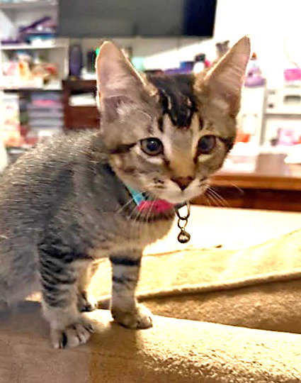 Sugar Plum, a cat for adoption from Community Animal Welfare Society