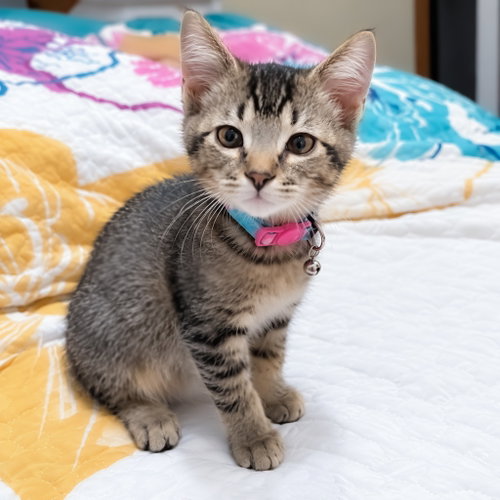 Sugar Plum, Domestic Short Hair / Mixed