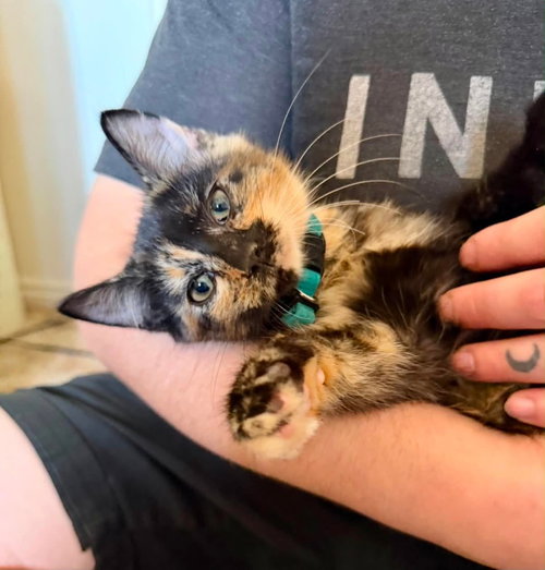 Bologna, a cat for adoption from Community Animal Welfare Society