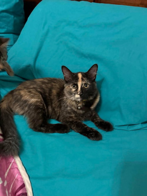 Embers, a cat for adoption from Community Animal Welfare Society
