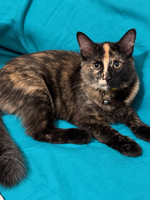 Embers, Domestic Short Hair / Mixed