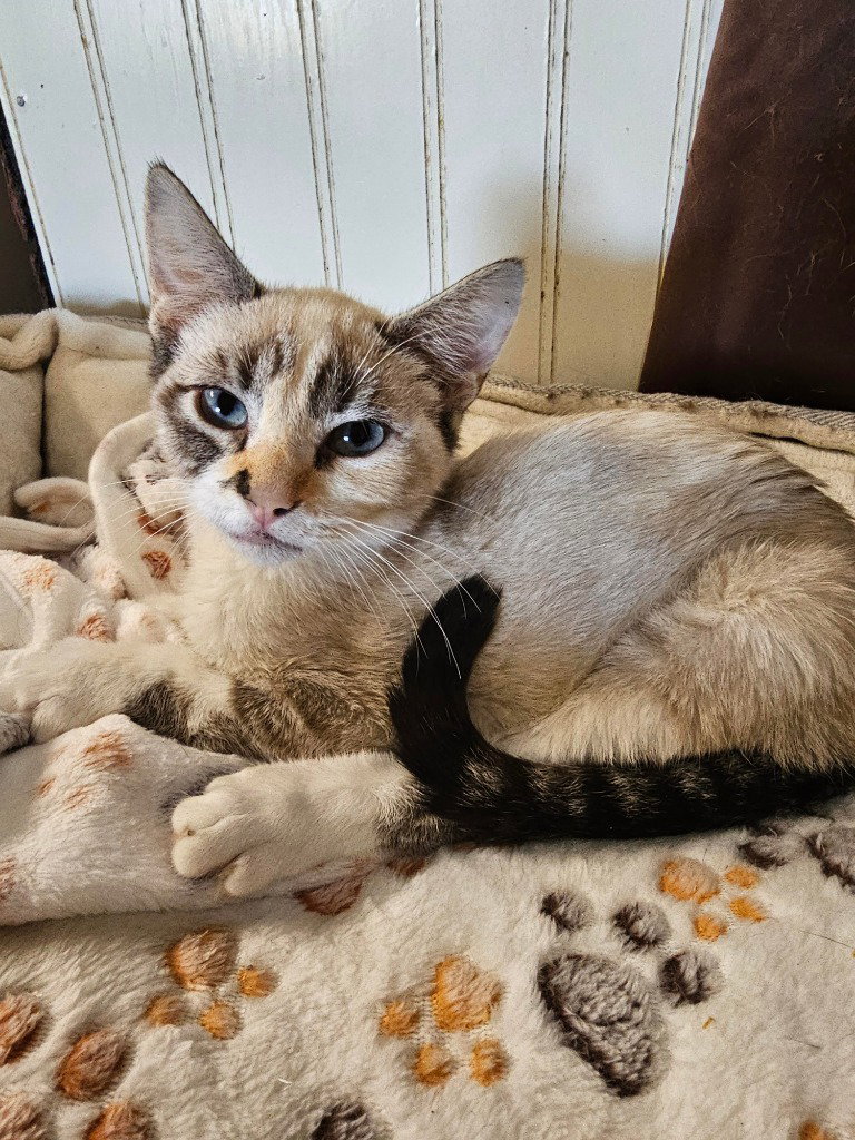 Goldie, Domestic Short Hair