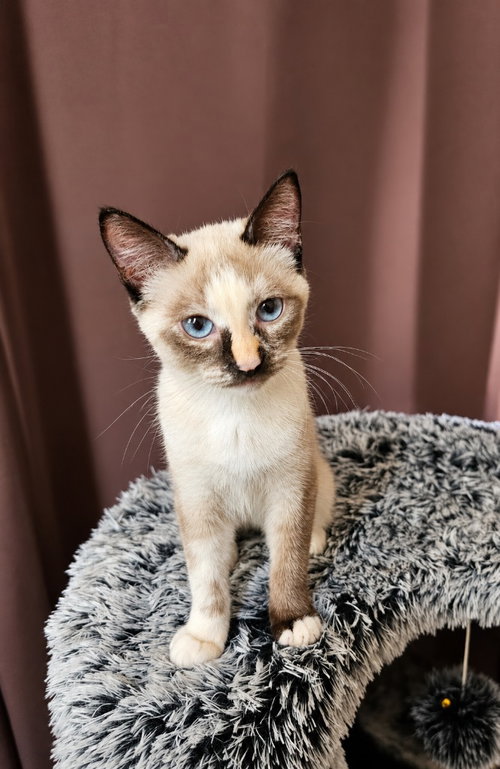 Gracie, a cat for adoption from Community Animal Welfare Society