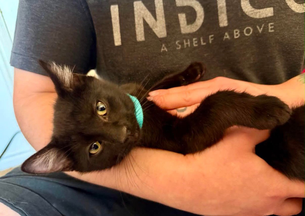 Ham, Domestic Short Hair