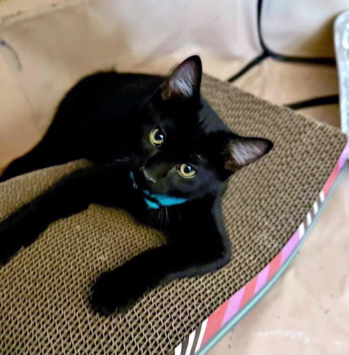 Ham, a cat for adoption from Community Animal Welfare Society
