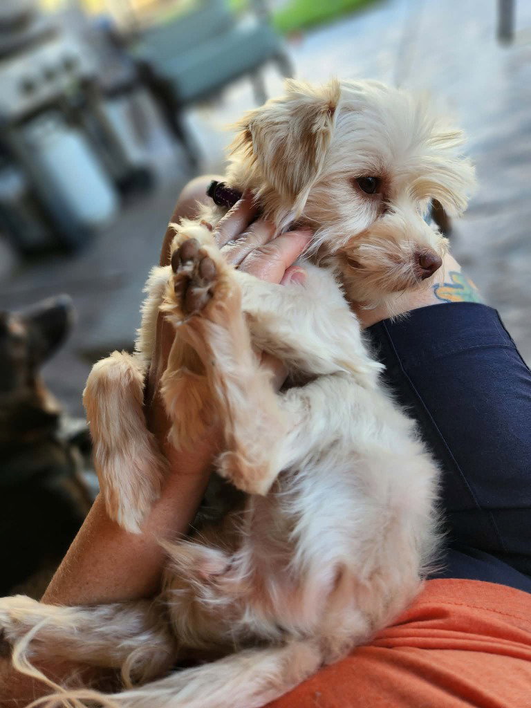 Pixie, Maltese