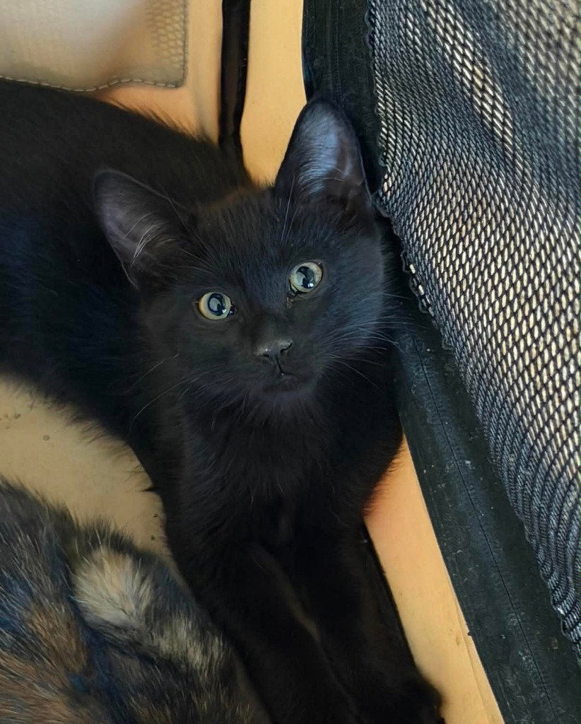 Salami, Domestic Short Hair