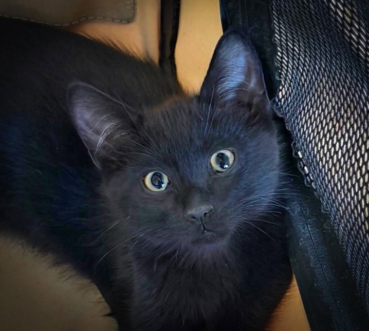 Salami, Domestic Short Hair