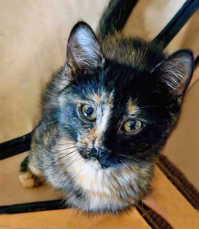 Turkey, Domestic Short Hair