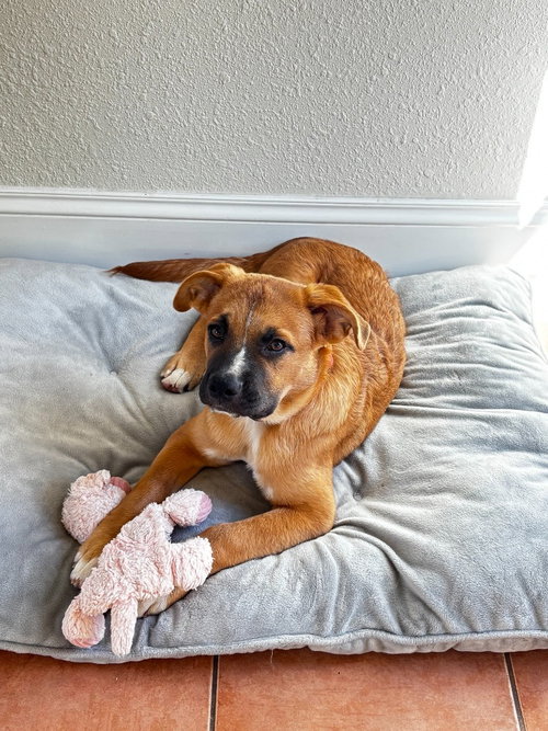 Arch, a dog for adoption from Community Animal Welfare Society