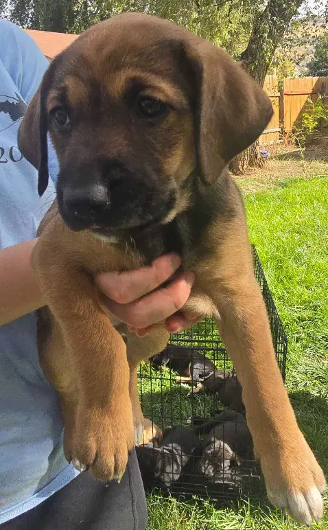 Ginger - Black Mouth Cur