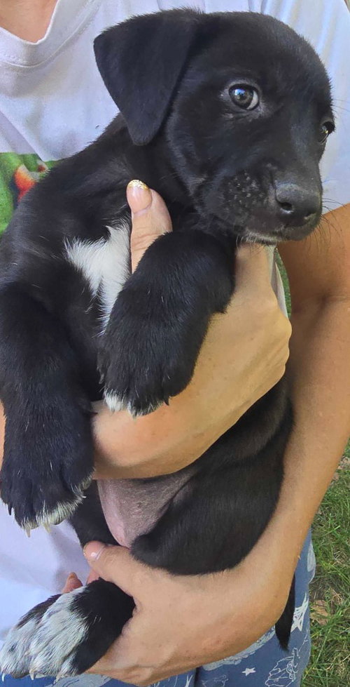 Candy, a dog for adoption from Community Animal Welfare Society