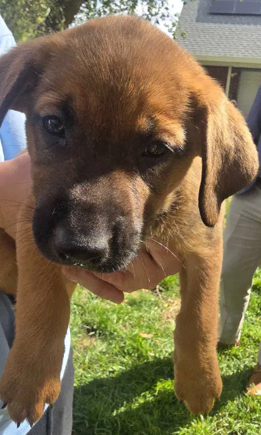 Butterscotch - Black Mouth Cur