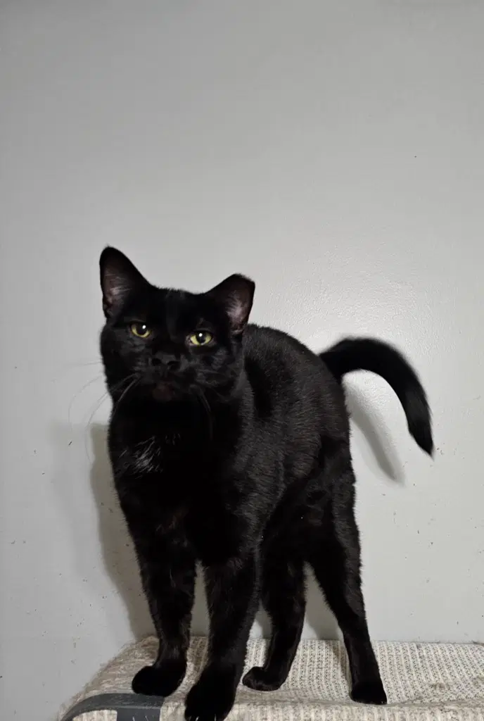 Pacman - Domestic Short Hair