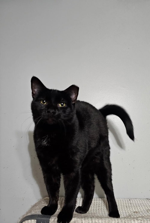 PacMan, a cat for adoption from Community Animal Welfare Society