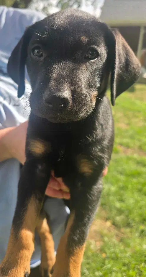 Trickster - Black Mouth Cur