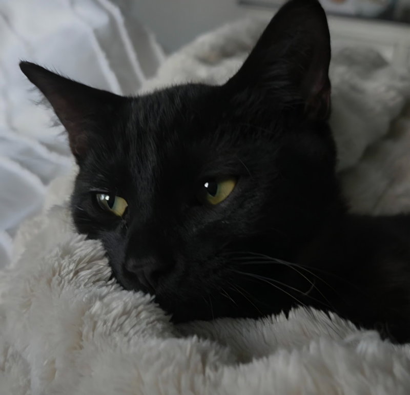 Jr, a male kitten up for adoption