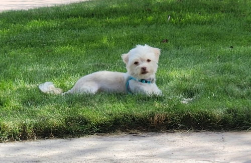 Pixie, a dog for adoption from Community Animal Welfare Society