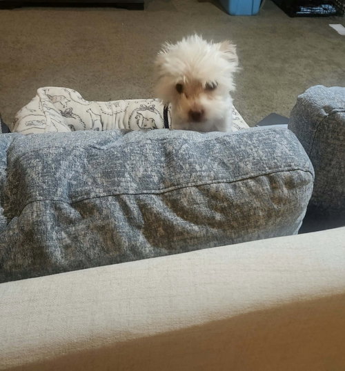 Photo 4 of Pixie