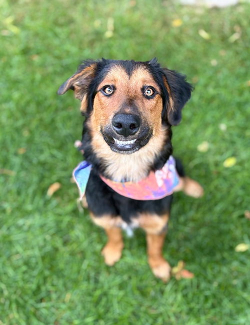 Jolene "Jojo, a dog for adoption from Community Animal Welfare Society