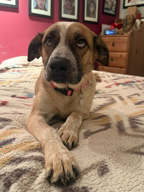 Miwa, a dog for adoption from Community Animal Welfare Society