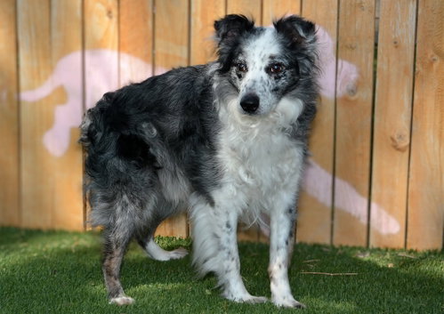 Fly, a dog for adoption from Community Animal Welfare Society